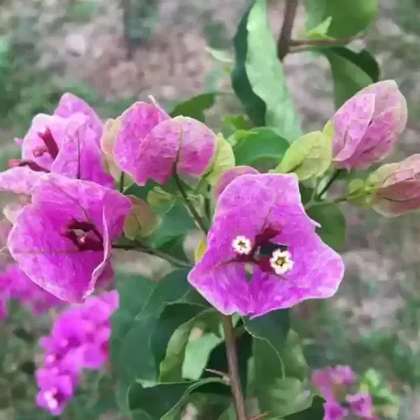 Purple_September_Bougainvillea_Flower_Plant