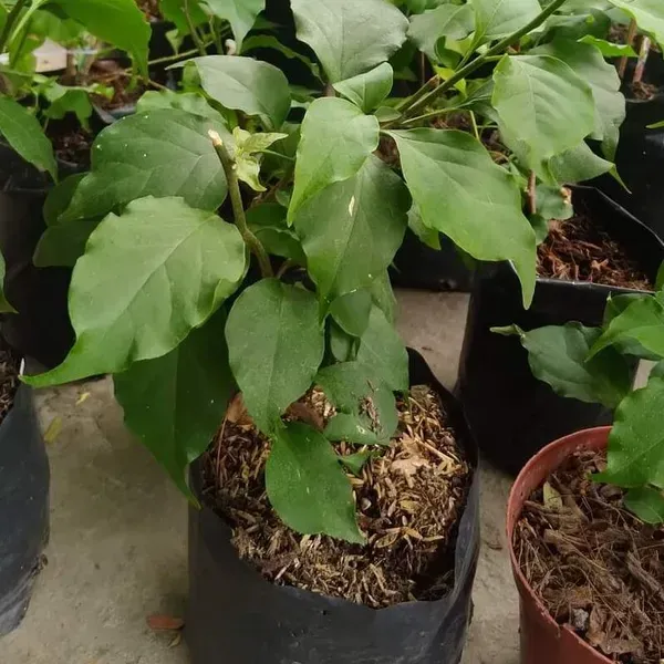 Purple_September_Bougainvillea_Flower_Plant