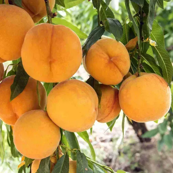 Australian_Dwarf_Variety_Golden_Queen_Peach_Grafted_Fruit_Plant