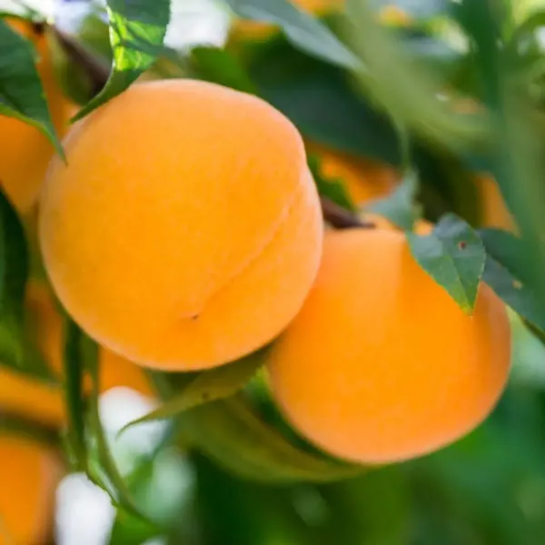 Australian_Dwarf_Variety_Golden_Queen_Peach_Grafted_Fruit_Plant