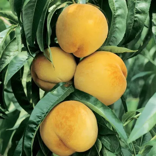 Australian_Dwarf_Variety_Golden_Queen_Peach_Grafted_Fruit_Plant
