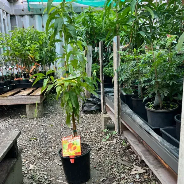 Australian_Dwarf_Variety_Golden_Queen_Peach_Grafted_Fruit_Plant