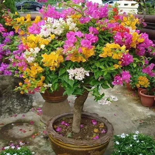 Thai_Multicolour_Bougainvillea_Multigrafted_Flower_Plant_10_Colour