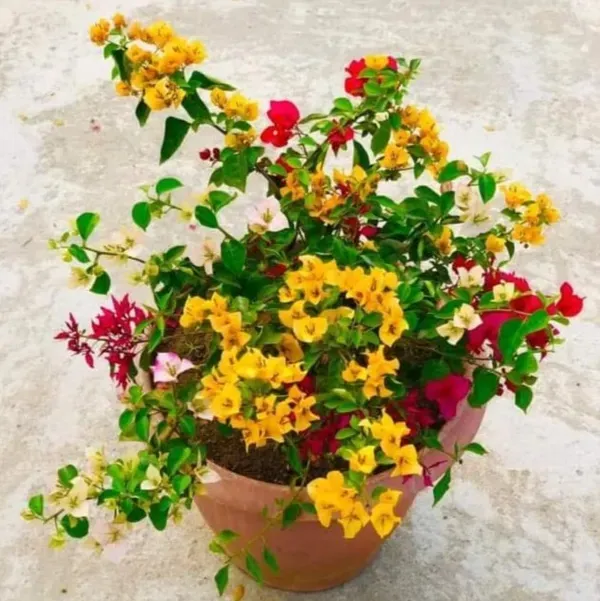 Thai_Multicolour_Bougainvillea_Multigrafted_Flower_Plant_10_Colour