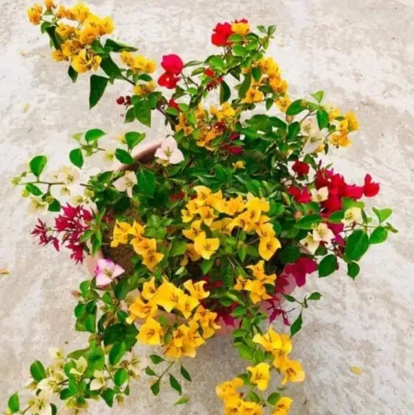 Thai_Multicolour_Bougainvillea_Multigrafted_Flower_Plant_10_Colour