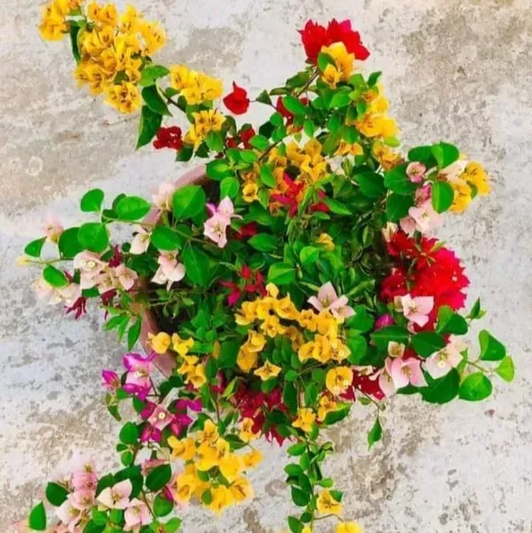 Thai_Multicolour_Bougainvillea_Multigrafted_Flower_Plant_10_Colour