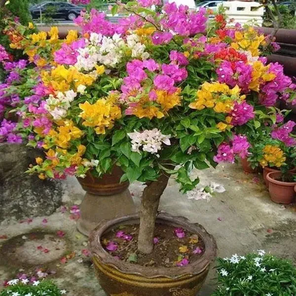 Thai_Multicolour_Bougainvillea_Multigrafted_Flower_Plant_10_Colour