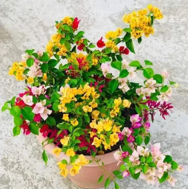 Thai_Multicolour_Bougainvillea_Multigrafted_Flower_Plant_10_Colour