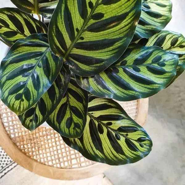 Calathea_Plant_For_Home_Garden