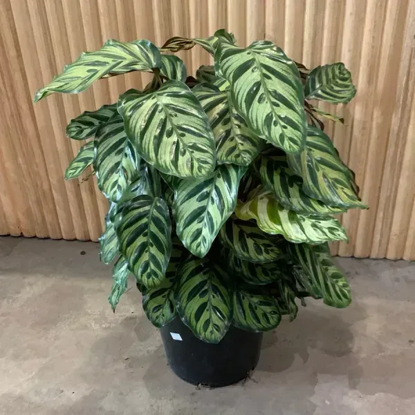 Calathea_Plant_For_Home_Garden