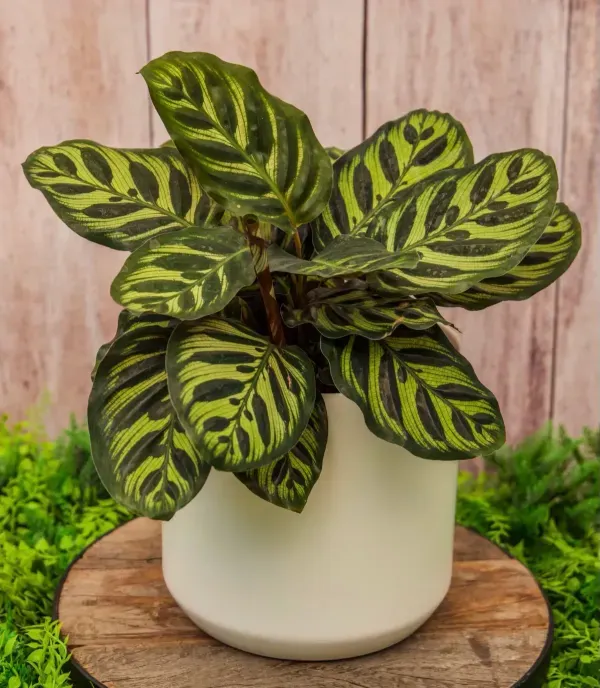 Calathea_Plant_For_Home_Garden