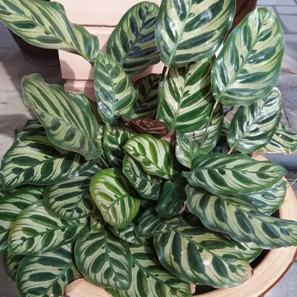 Calathea_Plant_For_Home_Garden