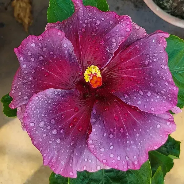Australian_Variety_Grafted_Hibiscus_Flower_Plant
