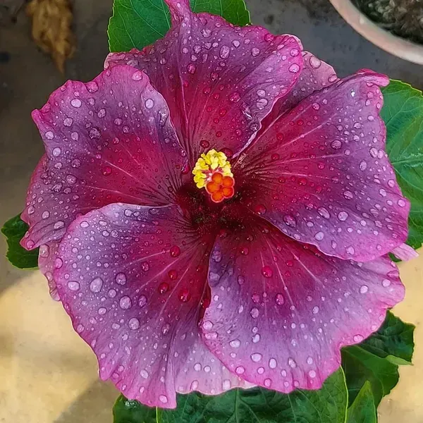 Australian_Variety_Grafted_Hibiscus_Flower_Plant