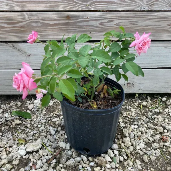 Climbing_Rose_Flower_Plant_Purple