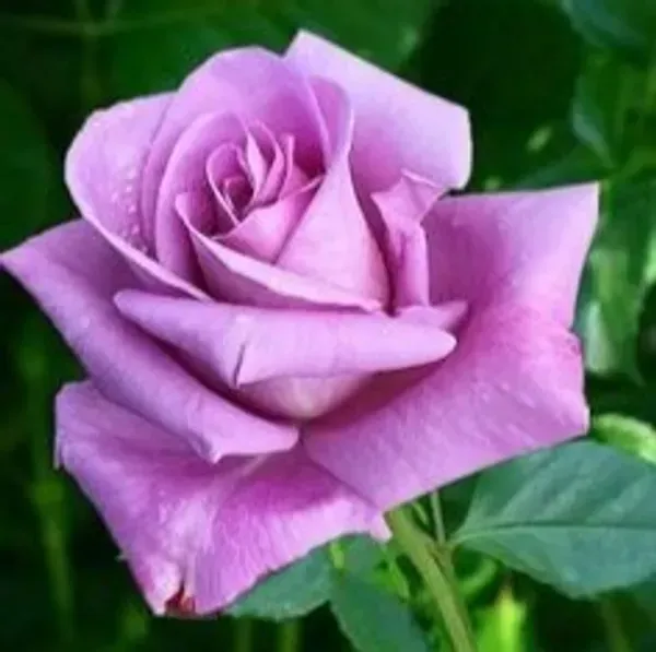 Climbing_Rose_Flower_Plant_Purple