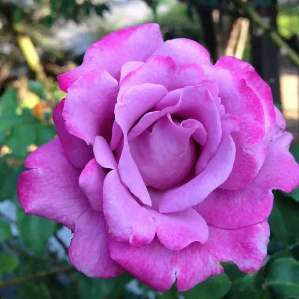 Climbing_Rose_Flower_Plant_Purple