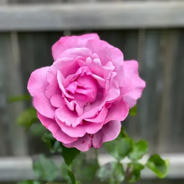 Climbing_Rose_Flower_Plant_Purple