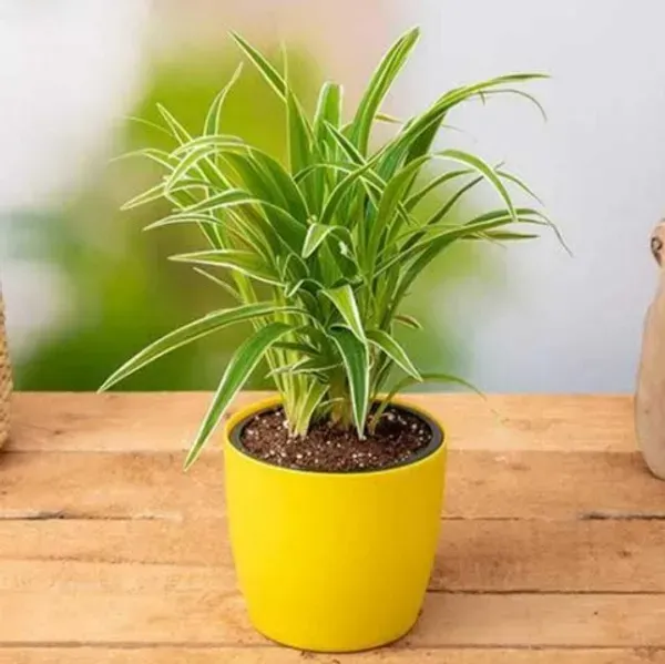 Spider_Plant_For_Home_Garden