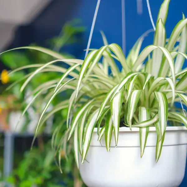 Spider_Plant_For_Home_Garden