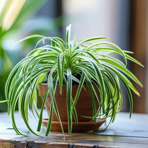 Spider_Plant_For_Home_Garden
