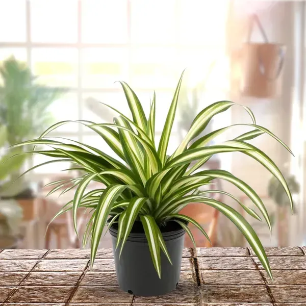 Spider_Plant_For_Home_Garden