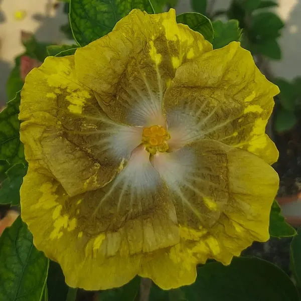 American_Variety_Hibiscus_Flower_Plant