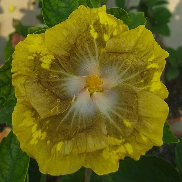 American_Variety_Hibiscus_Flower_Plant