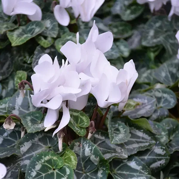 Cyclemen_Flower_Plant_White_For_Home_Garden