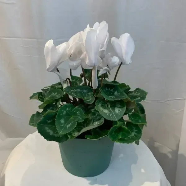 Cyclemen_Flower_Plant_White_For_Home_Garden