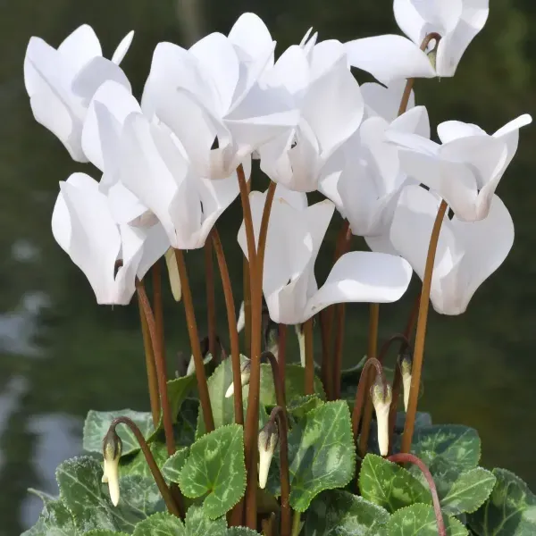 Cyclemen_Flower_Plant_White_For_Home_Garden