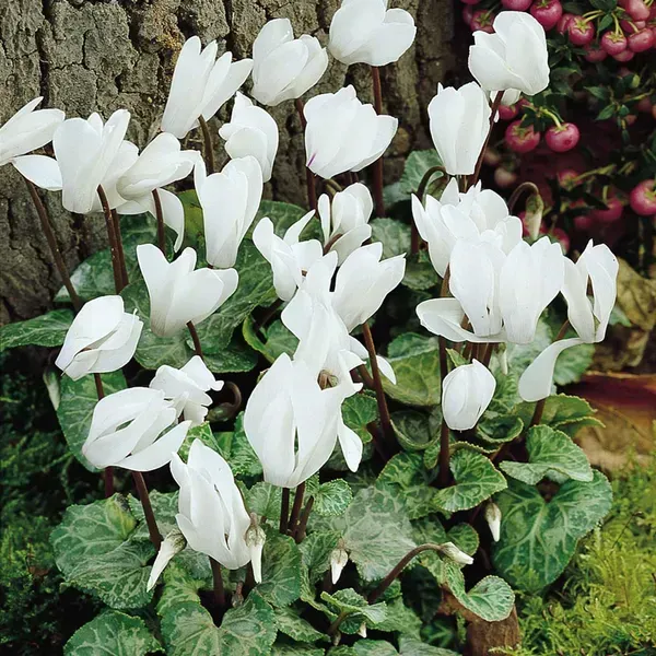 Cyclemen_Flower_Plant_White_For_Home_Garden