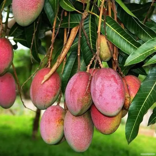 Sindur_Kouta_Grafted_Mango_Fruit_Plant