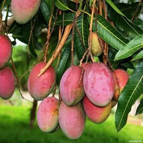 Sindur_Kouta_Grafted_Mango_Fruit_Plant