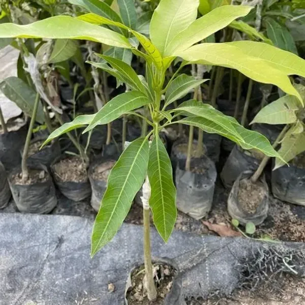 Sindur_Kouta_Grafted_Mango_Fruit_Plant