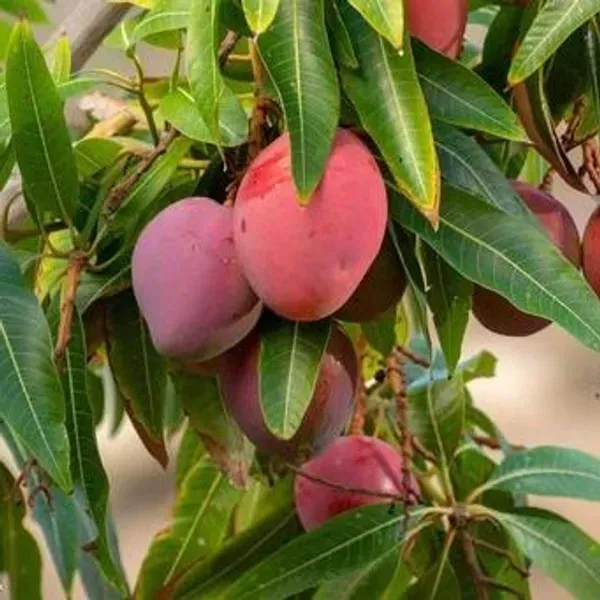 Sindur_Kouta_Grafted_Mango_Fruit_Plant