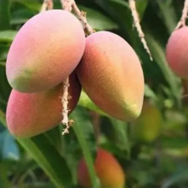 Sindur_Kouta_Grafted_Mango_Fruit_Plant