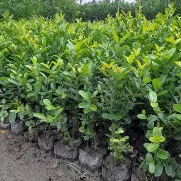 All_Time_Karonda_Karamcha_Fruit_Plant