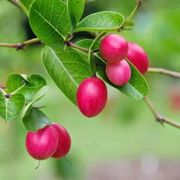 All_Time_Karonda_Karamcha_Fruit_Plant