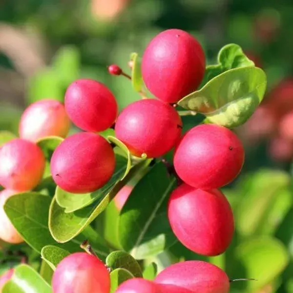 All_Time_Karonda_Karamcha_Fruit_Plant