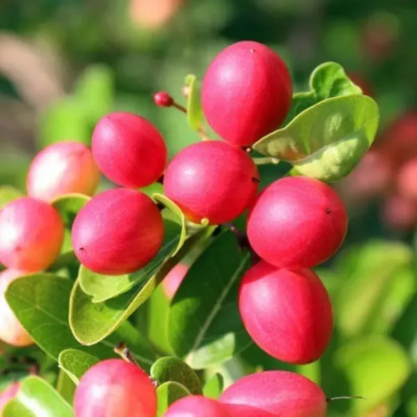 All_Time_Karonda_Karamcha_Fruit_Plant