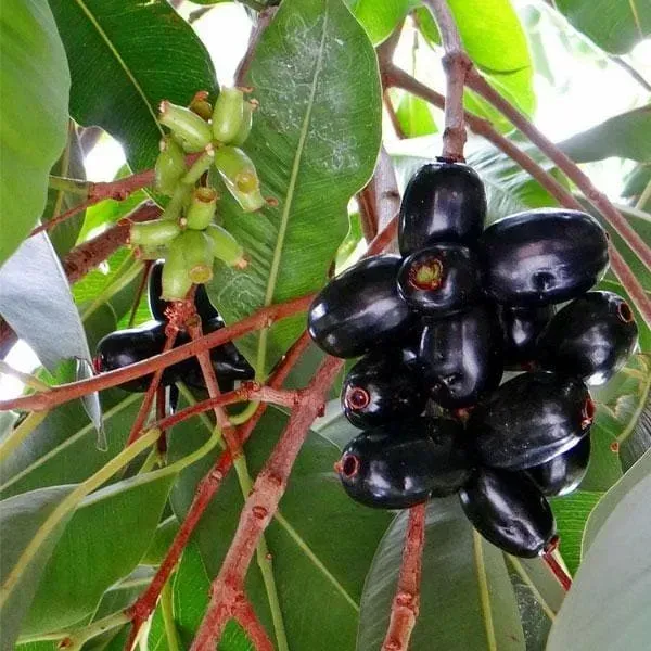 Thai_Black_Jamun_Grafted_Hybrid_Fruit_Plant