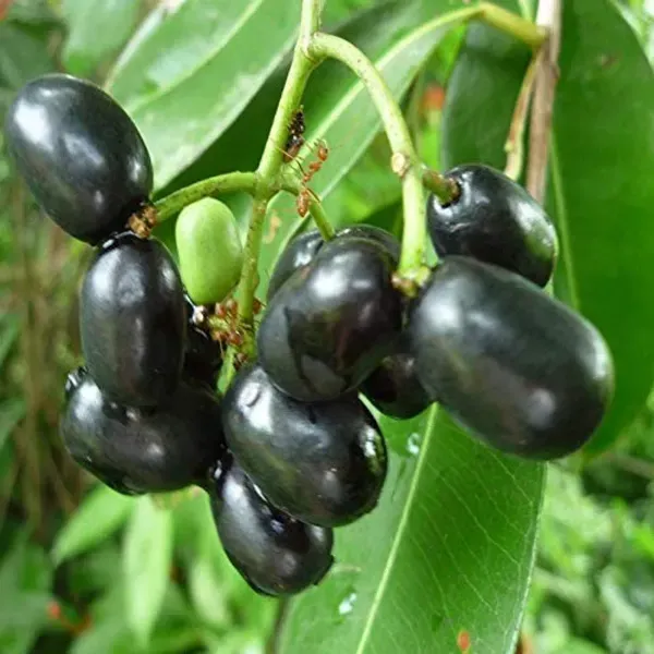 Thai_Black_Jamun_Grafted_Hybrid_Fruit_Plant