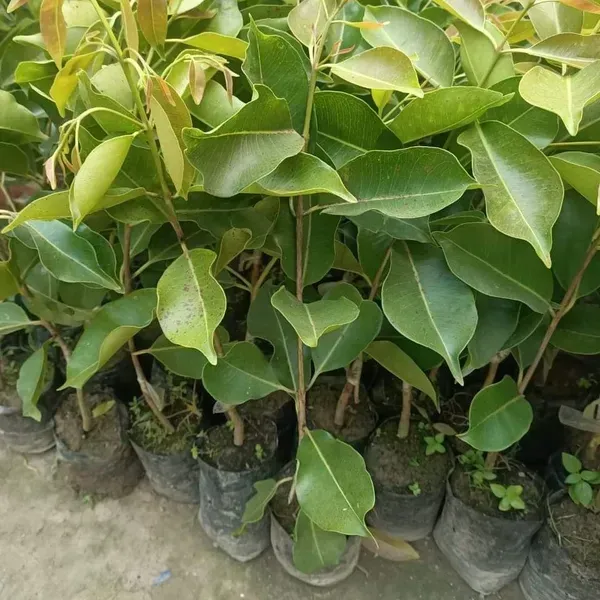 Thai_Black_Jamun_Grafted_Hybrid_Fruit_Plant