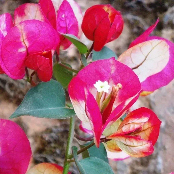 Lady_Zyra_Bougainvillea_Flower_Plant