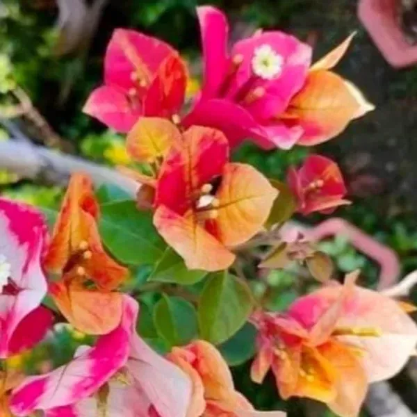 Lady_Zyra_Bougainvillea_Flower_Plant