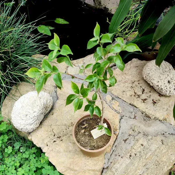 Lady_Zyra_Bougainvillea_Flower_Plant