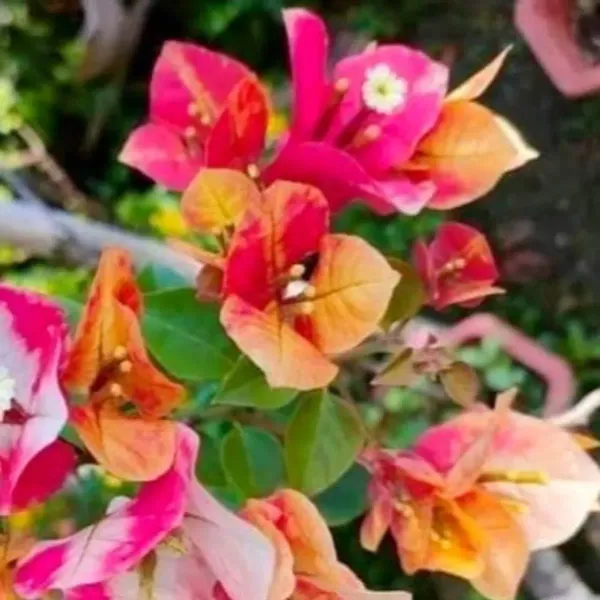 Lady_Zyra_Bougainvillea_Flower_Plant