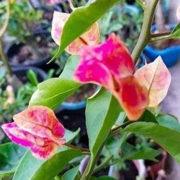 Lady_Zyra_Bougainvillea_Flower_Plant