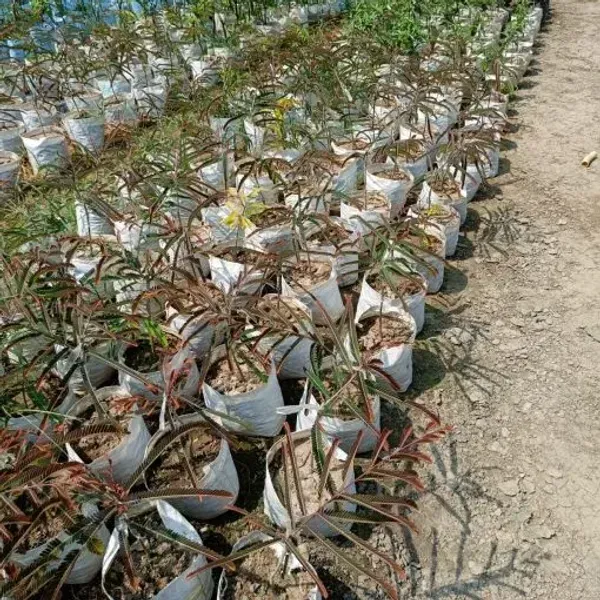 Red_Gooseberry_Amla_Grafted_Fruit_Plant